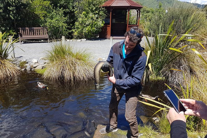 Eel feeding at Nga Manu Nature Reserve